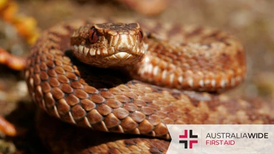 Snakes in Darwin