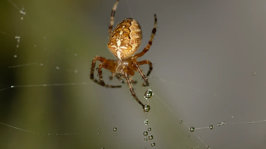 Garden Orb Weaving Spider Suspended in Web